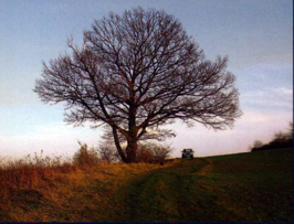 Eiche an der Romersbergquelle