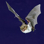 Fledermaus