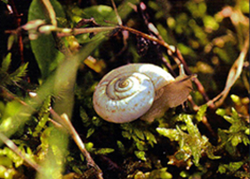 Weiße Heideschnecke