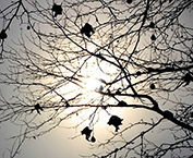 Wintervögel