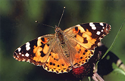 Distelfalter