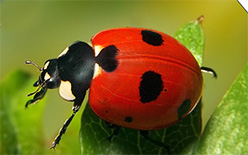 Marienkäfer
