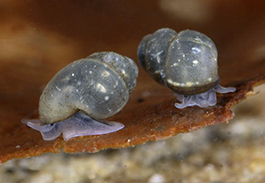 rhoenquellschnecke